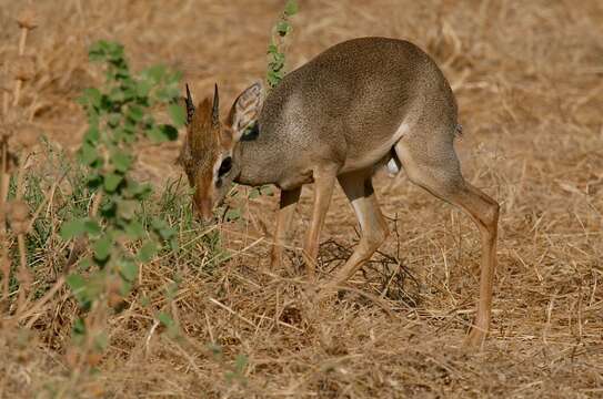 Image of Kirk's Dik-dik