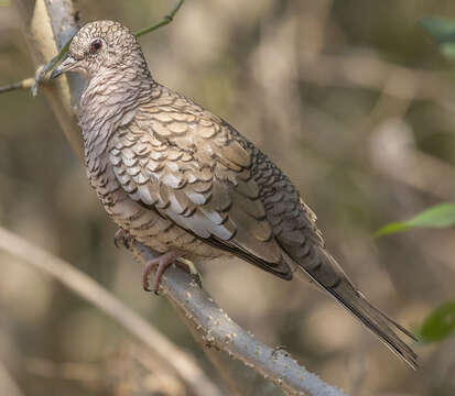 Image of Scaled Dove