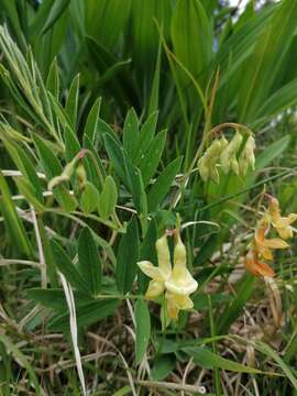 Lathyrus laevigatus subsp. occidentalis (Fisch. & C. A. Mey.) Breistr. resmi