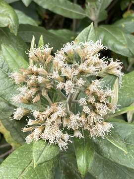 Image of Ageratina asclepiadea (L. fil.) R. King & H. Rob.