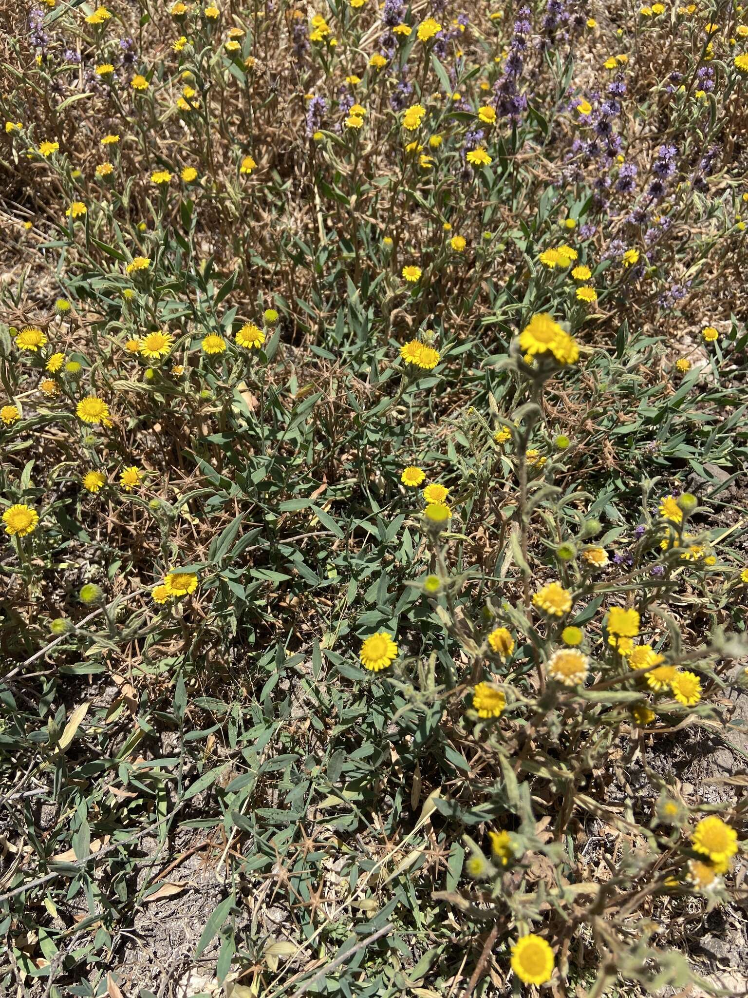 Imagem de Pulicaria arabica (L.) Cass.