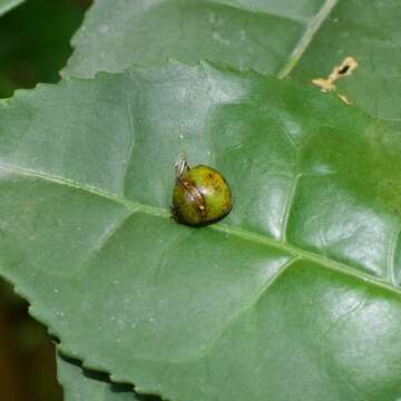 Image of <i>Megacopta horvathi</i>