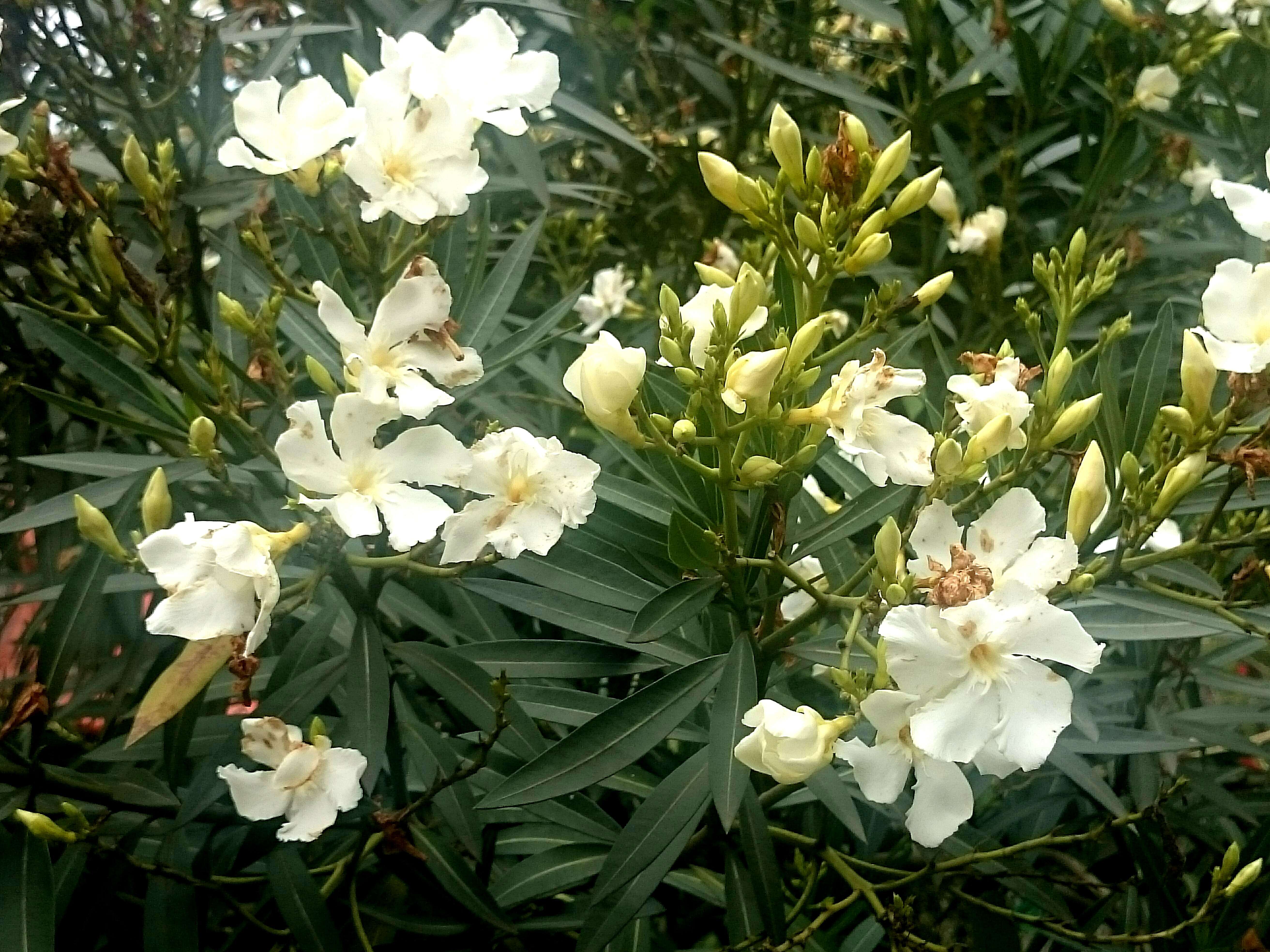 Image of Oleander