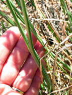 Image de Albuca fragrans Jacq.