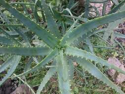 Image of candelabra aloe