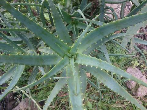 Image of candelabra aloe