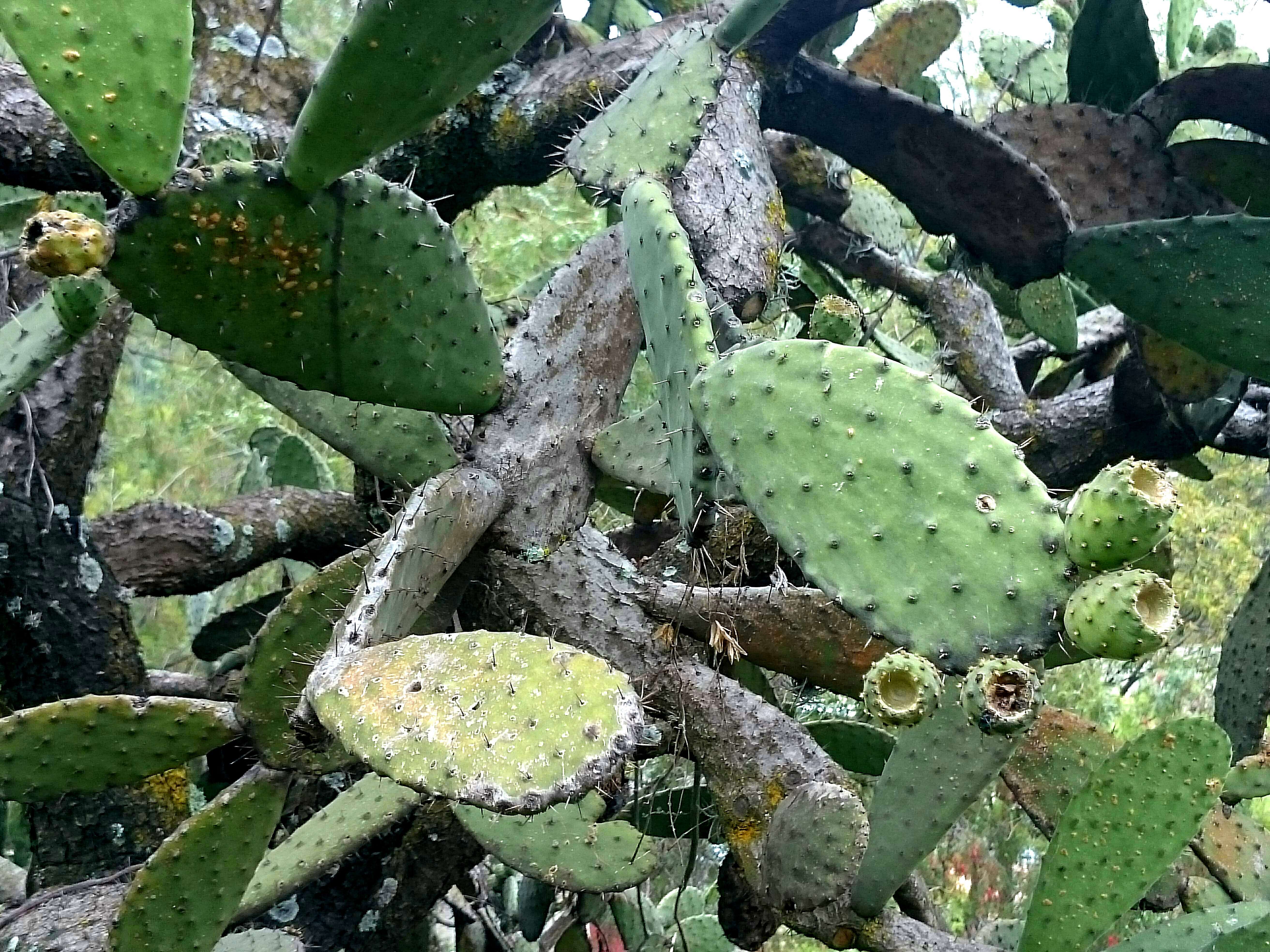 Image of Barbary Fig