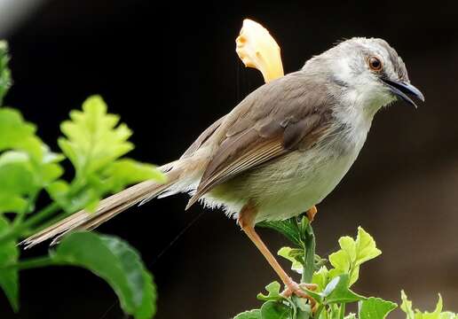 Image of Prinia subflava pondoensis Roberts 1922