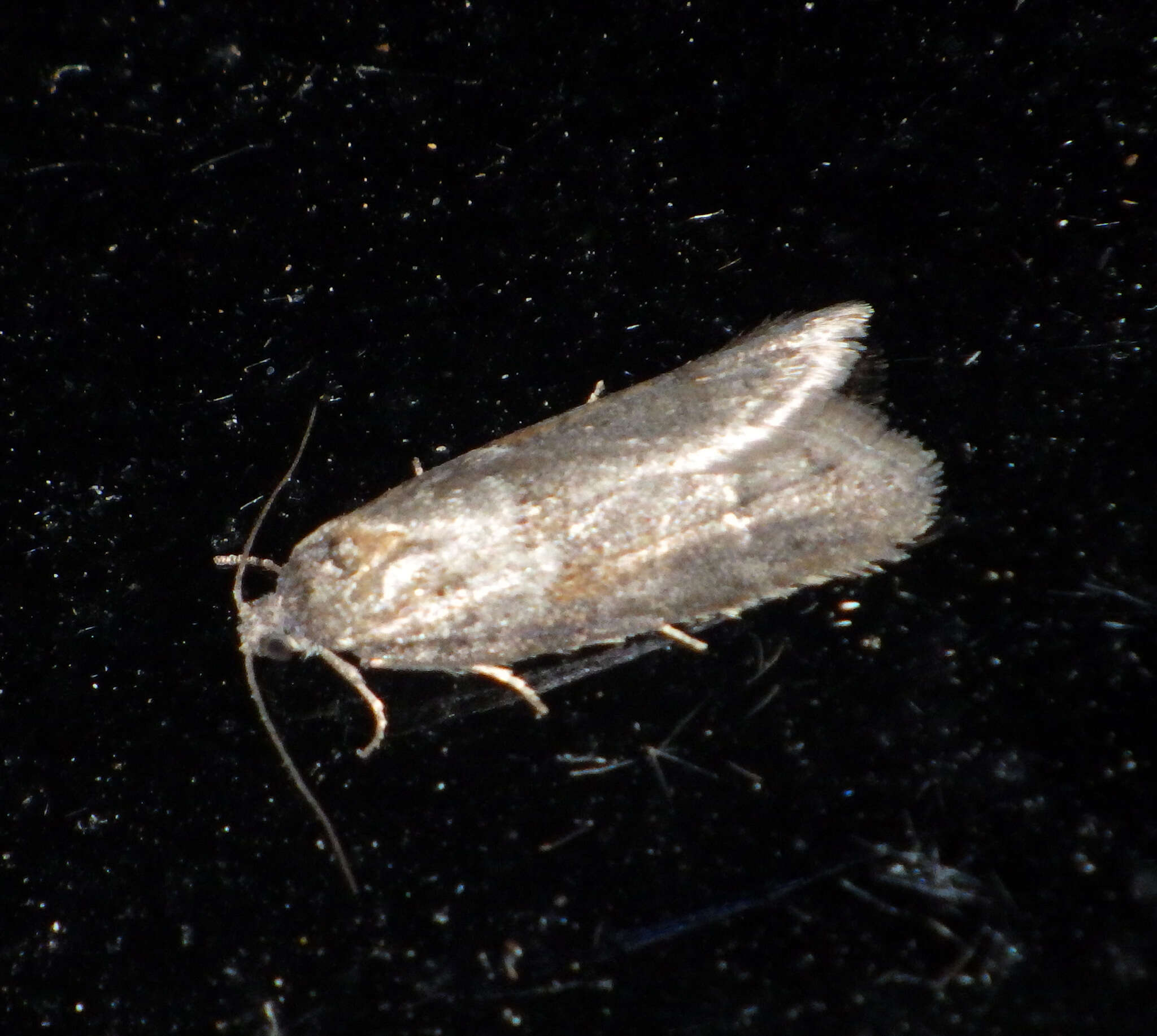 Image of Tortricodes