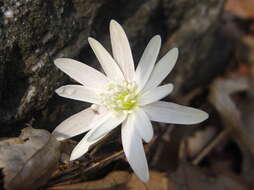 صورة Anemone raddeana Regel