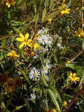 Image of Suisun Marsh aster