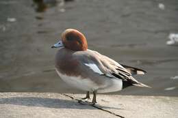 Image of Eurasian Wigeon