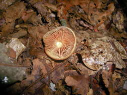 Imagem de Kuehneromyces mutabilis (Schaeff.) Singer & A. H. Sm. 1946