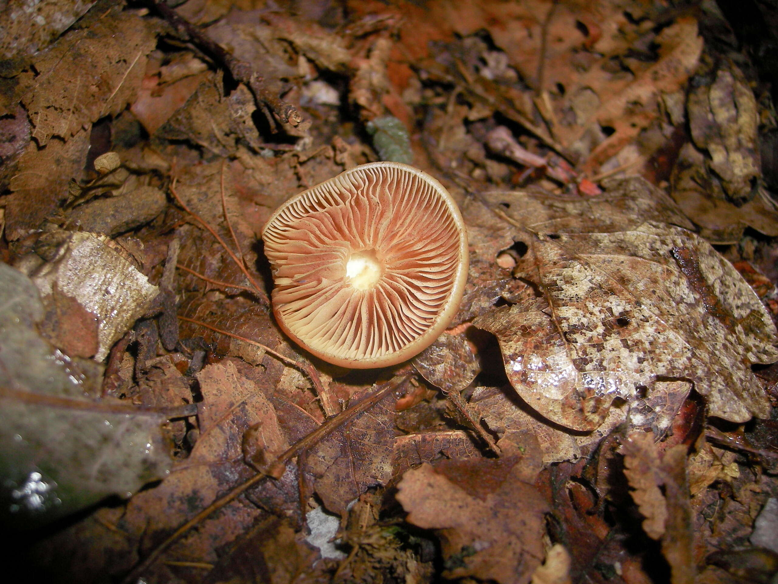 Imagem de Kuehneromyces mutabilis (Schaeff.) Singer & A. H. Sm. 1946