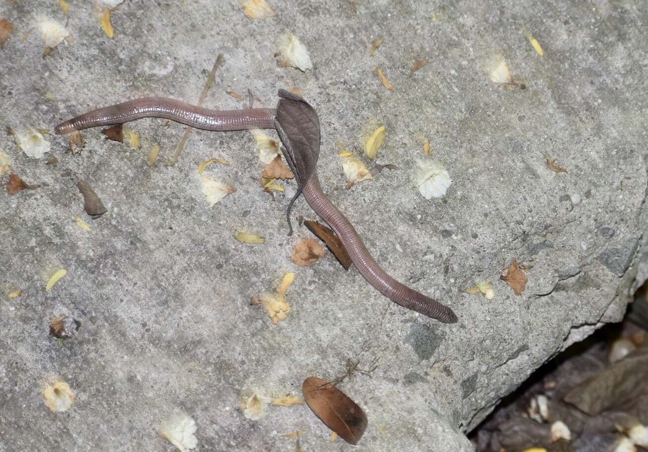 Image of Cuban Worm Lizard