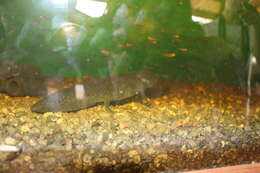 Image of Axolotl