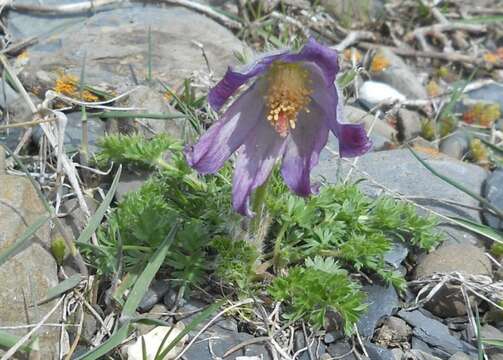 Image of Pulsatilla violacea Rupr.