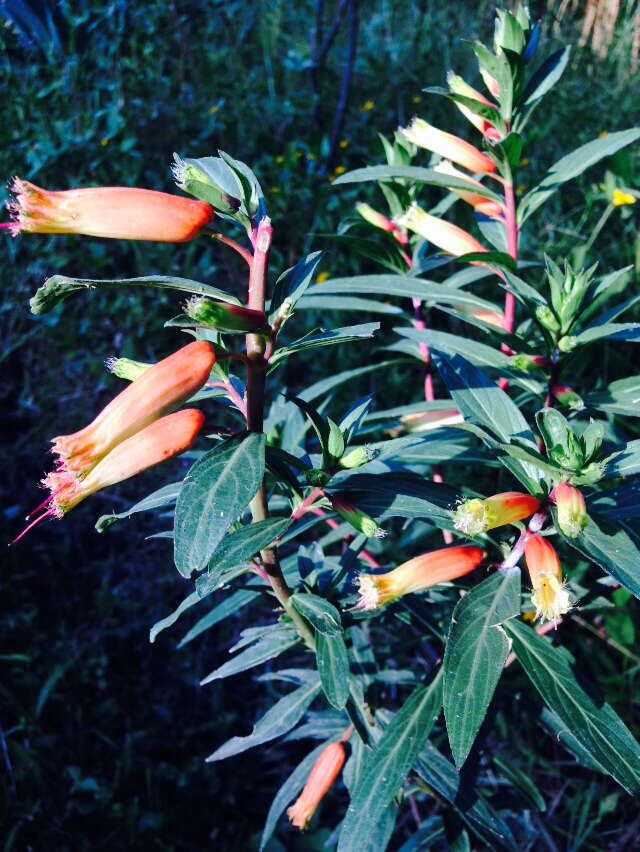 Image of Cigarette bush