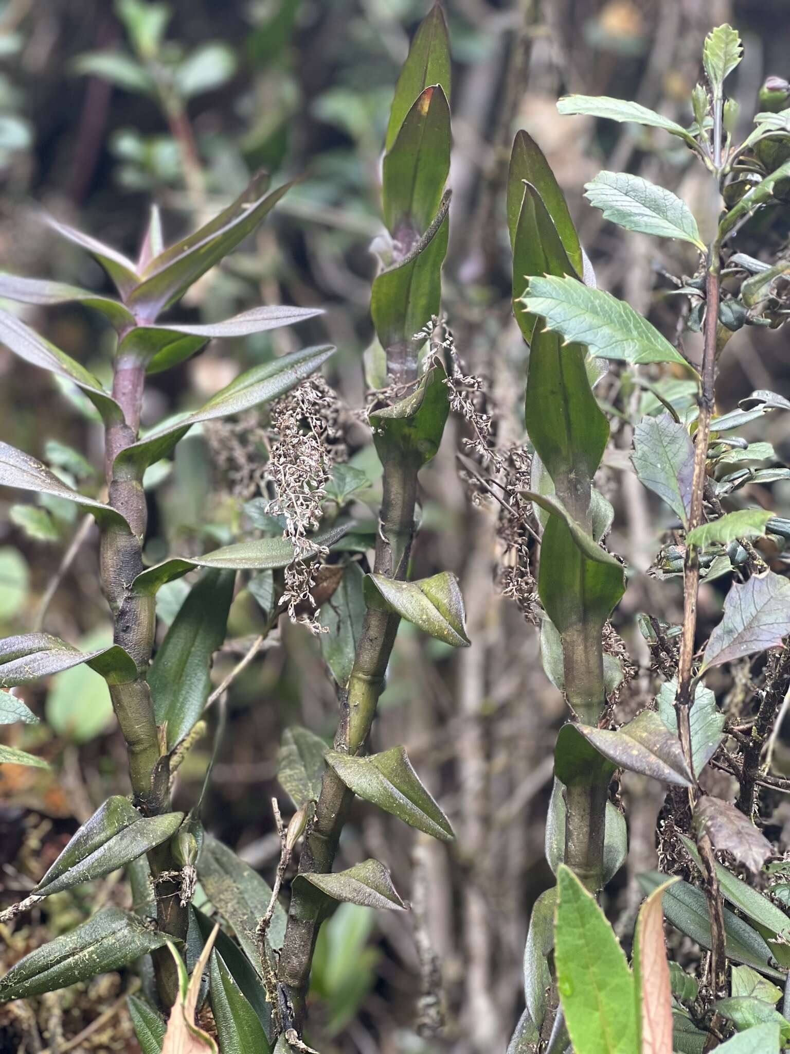 Image of Epidendrum ardens Kraenzl.