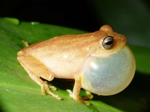 Image of Coorg Yellow Bush Frog