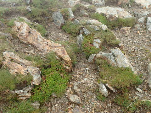 Imagem de Saxifraga hypnoides L.