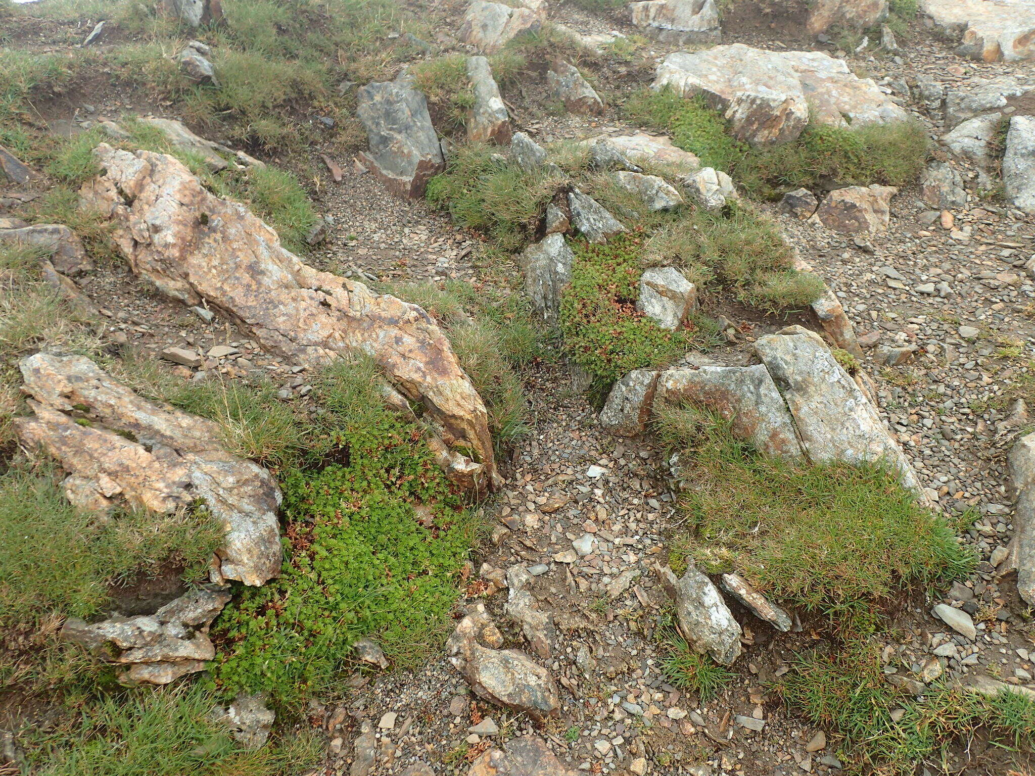 Image of Saxifraga hypnoides L.