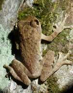 Image of Coorg Yellow Bush Frog