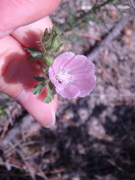 Image of hairy marshmallow