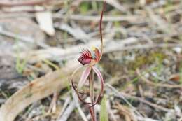 Image of Tailed spider orchid