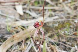 Caladenia caudata Nicholls resmi