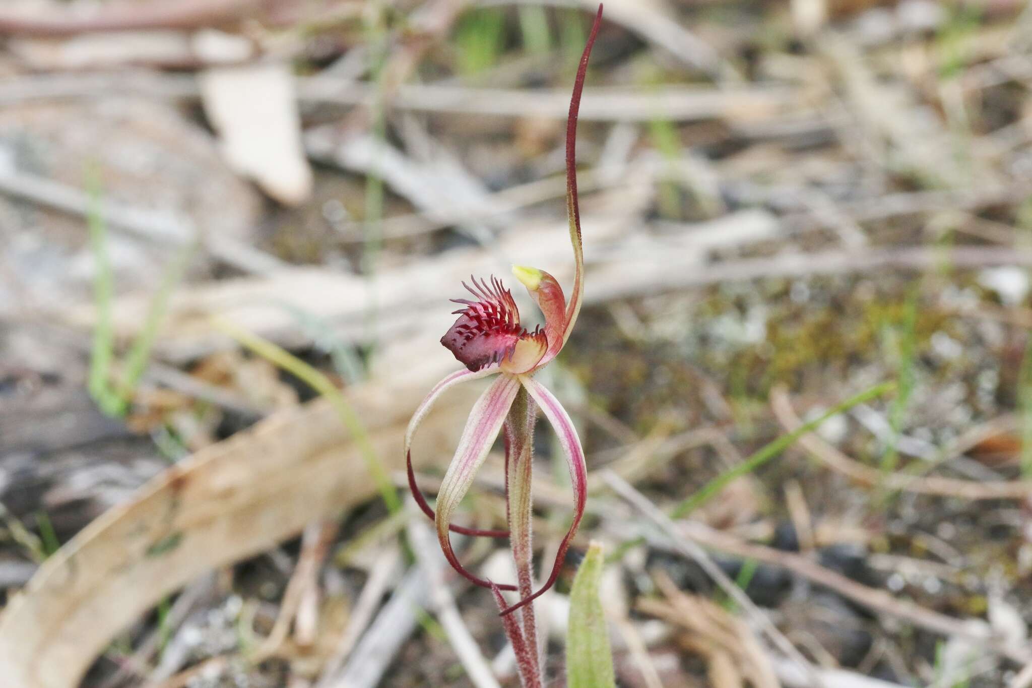 Caladenia caudata Nicholls resmi