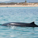 Image of Lesser Beaked Whale