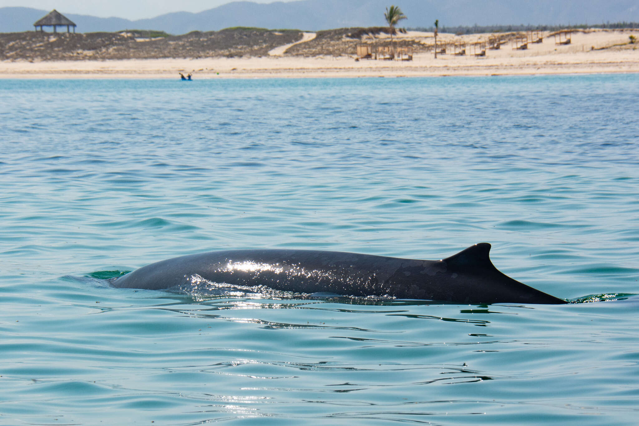 Image of Lesser Beaked Whale