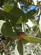 Image of gray oak