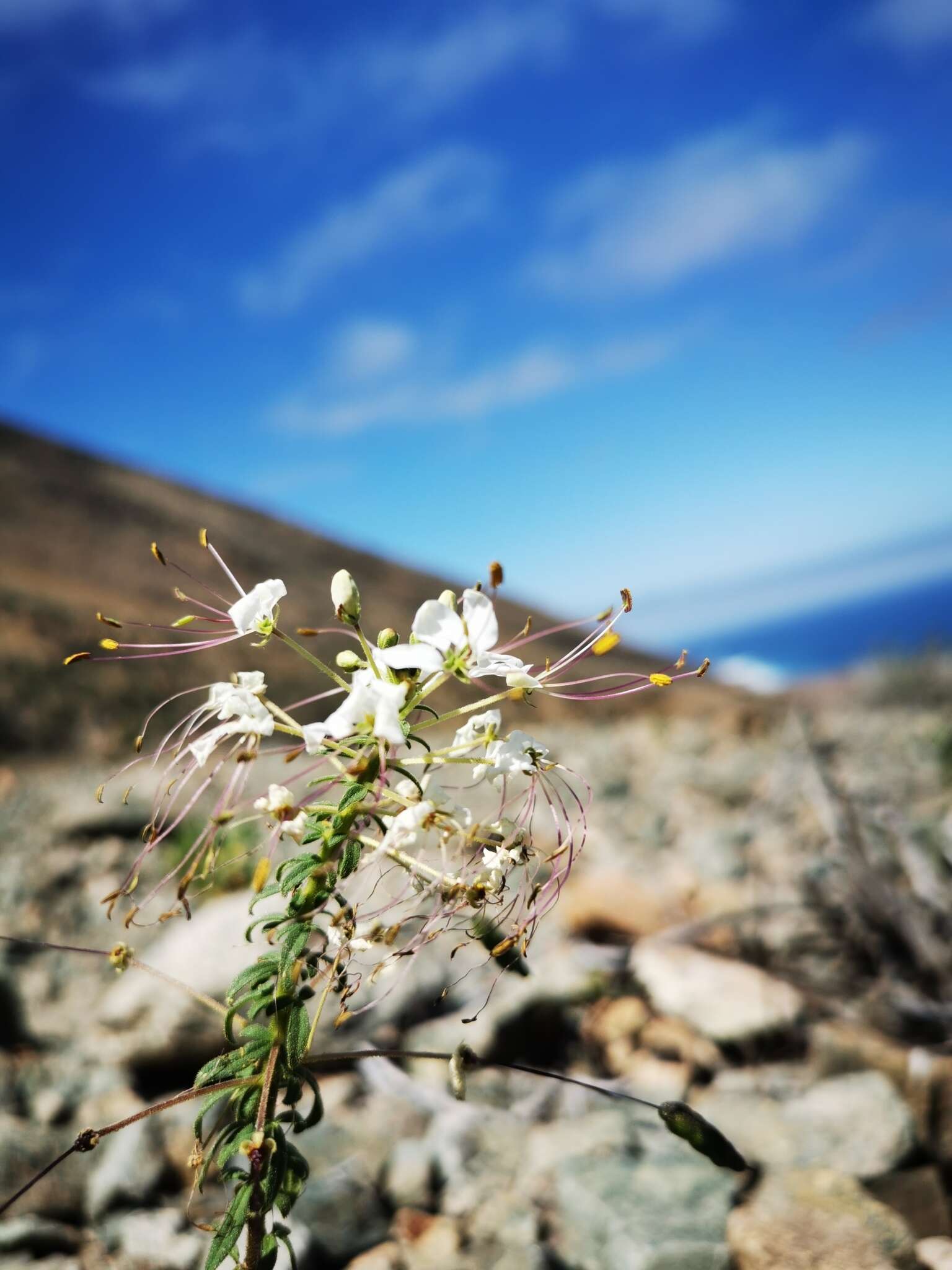 Image of Cleome chilensis DC.