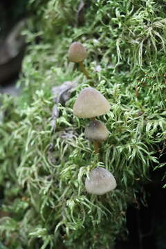 Image of Mycena viridimarginata P. Karst. 1892