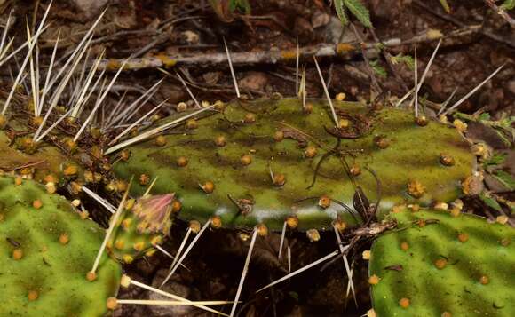 Image of Opuntia decumbens Salm-Dyck