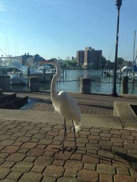 Image of Ardea alba egretta Gmelin & JF 1789