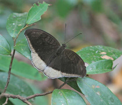 Image of Tanaecia lepidea cognata