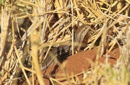 Image of Western three-striped skink