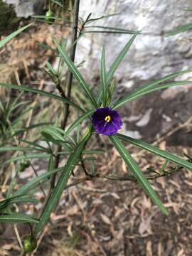 Image of Solanum linearifolium Herasim.