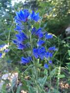 Echium vulgare subsp. vulgare的圖片