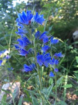 Echium vulgare subsp. vulgare resmi