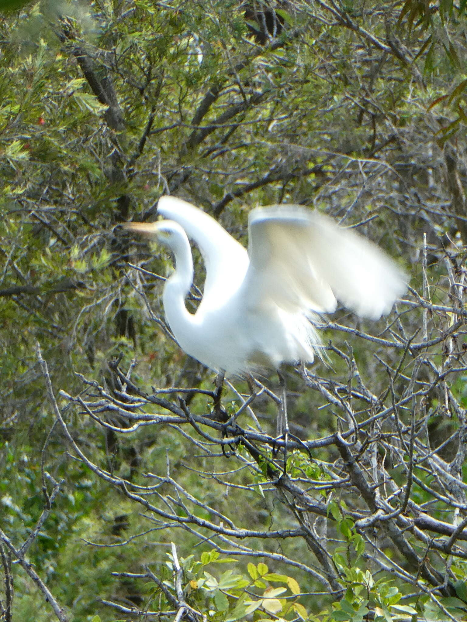 Imagem de Ardea intermedia plumifera (Gould 1848)