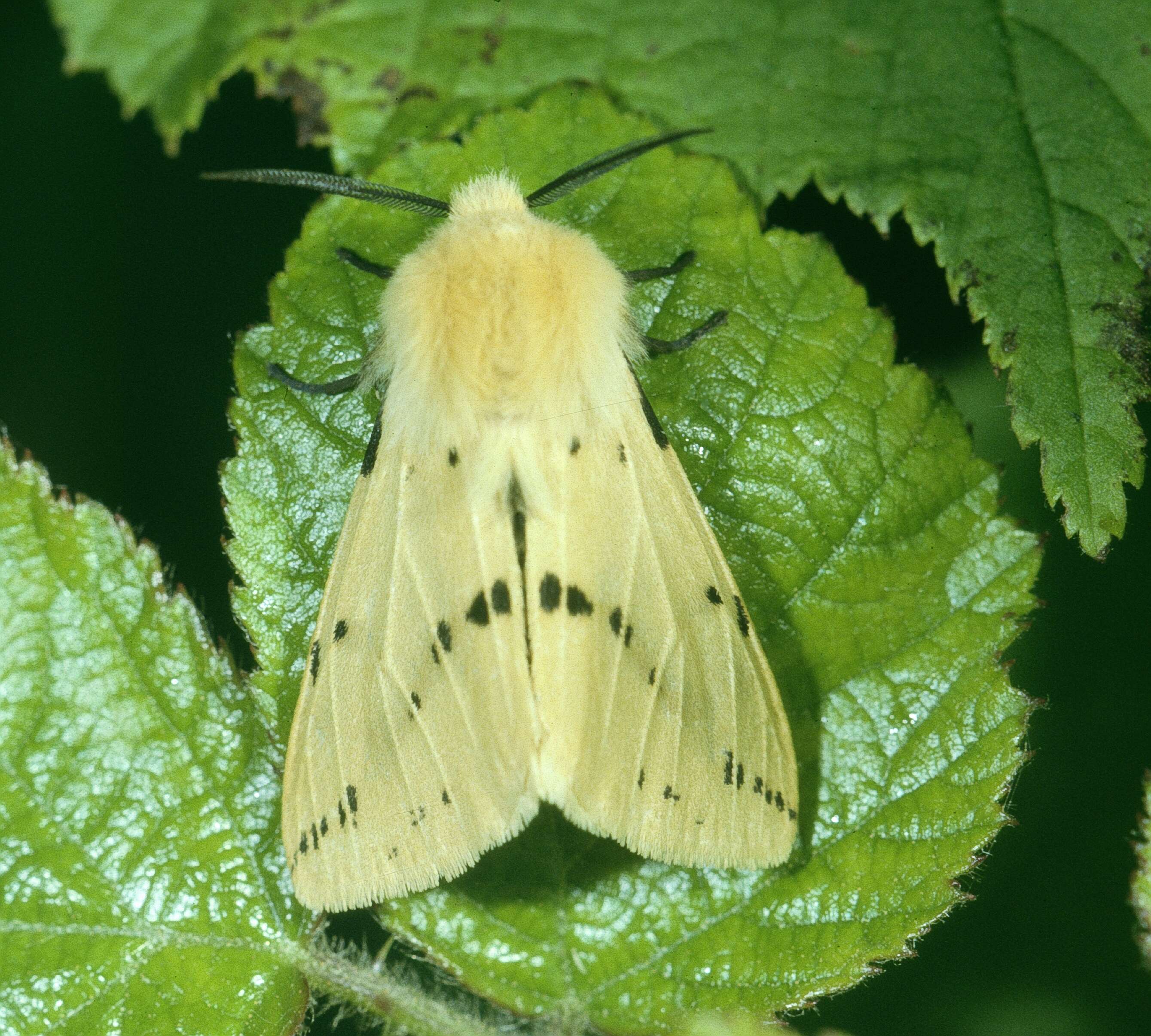 Image of Spilosoma lutea Hüfnagel 1766