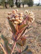 Image of nodding milkweed