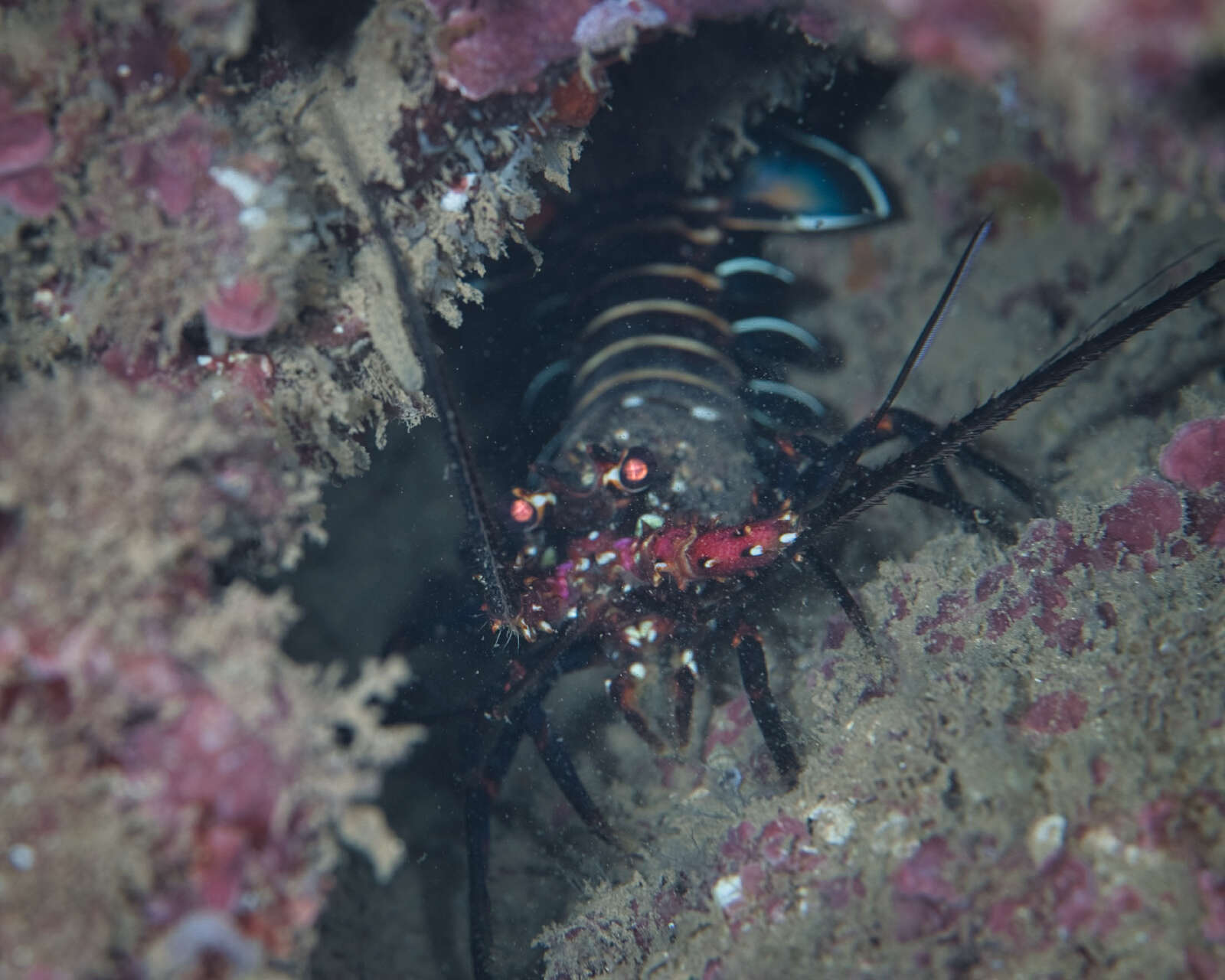 Image of Banded Spiny Lobster