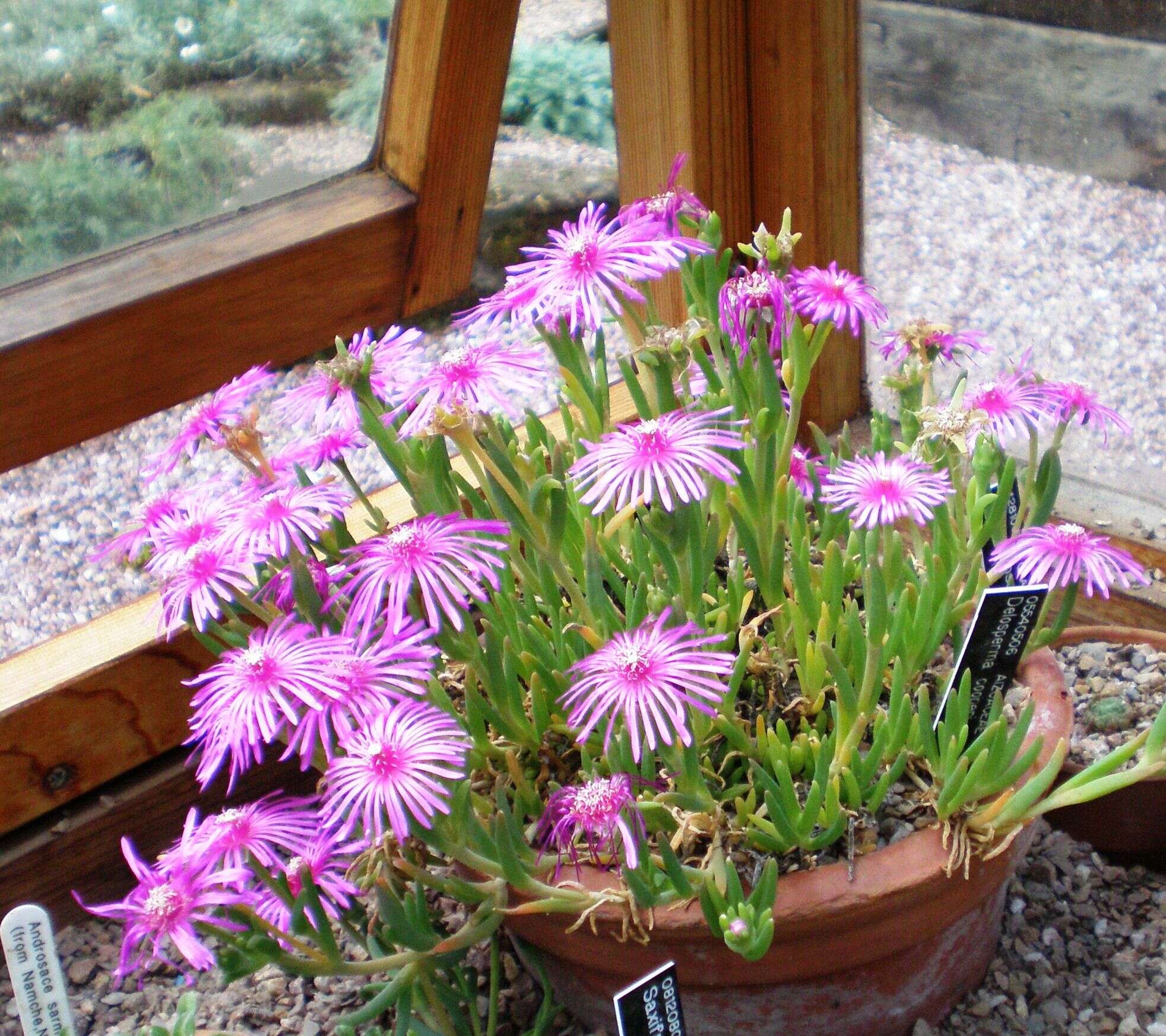 Imagem de Delosperma cooperi (Hook. fil.) L. Bol.