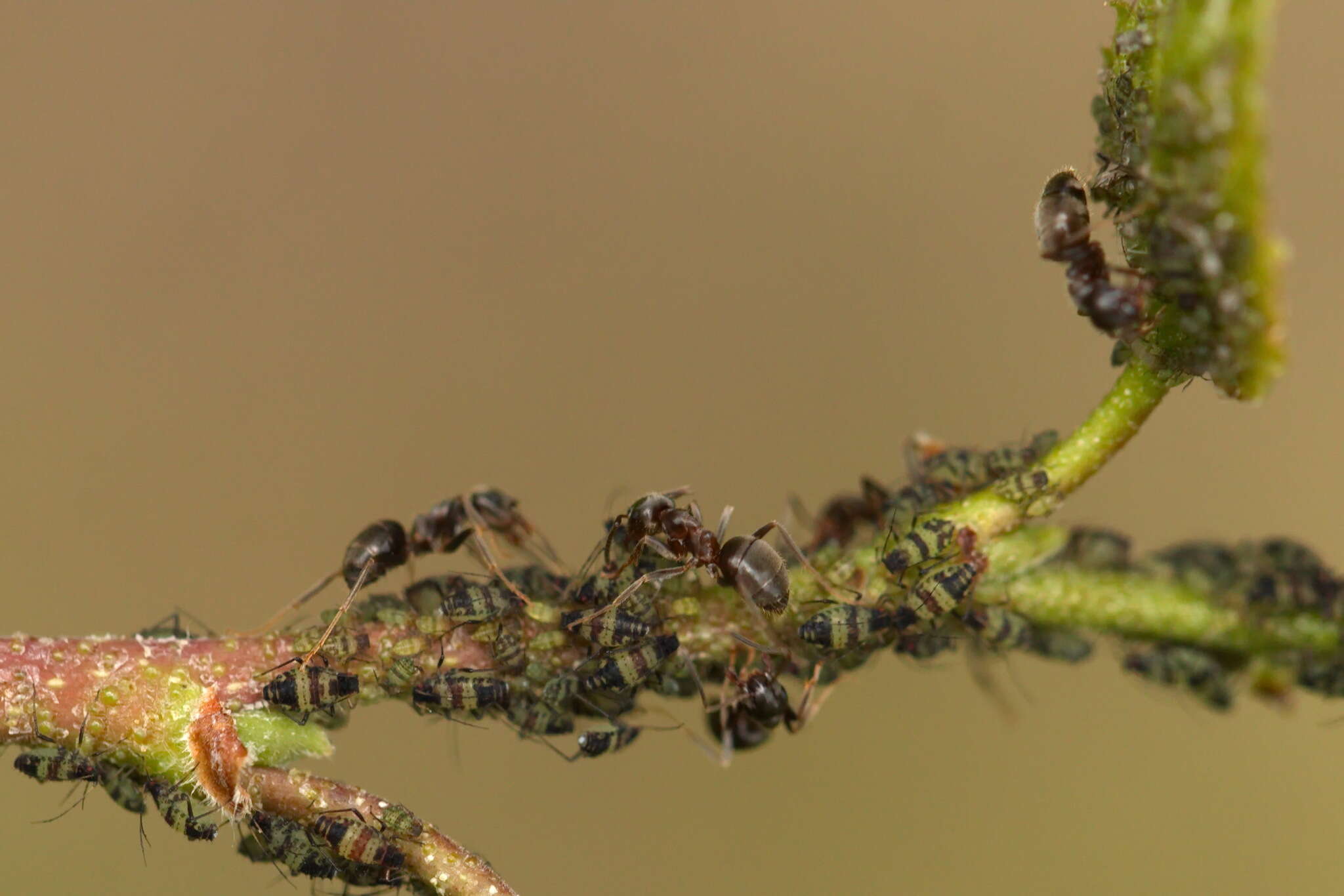 Sivun Callipterinella tuberculata (von Heyden 1837) kuva