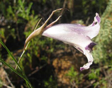 Plancia ëd Gladiolus inflexus Goldblatt & J. C. Manning